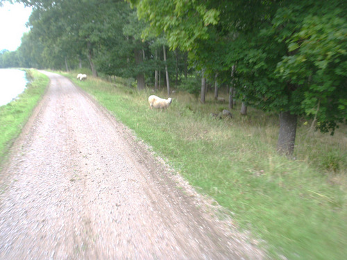 Sheep (picture from a moving bike).